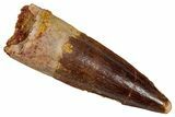 Fossil Spinosaurus Tooth - Real Dinosaur Tooth #353050-1